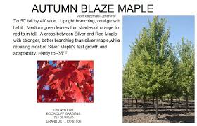 maple autumn blaze