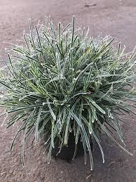 Image result for Ficinia