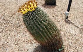 Woodlice are quite harmless although may damage young or sick plants. Pests And Diseases World Of Succulents
