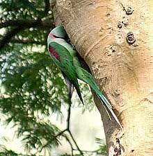 जानिए इन्हे India में क्यों Banned किया गया || Why Indian Parrot Banned In  India - Youtube