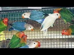 Find photos of lovebirds for adoption near you. African Love Birds Breeding Farm In India Wholesale African Lovebirds For Sale Youtube
