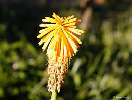 Image result for Uvaria edulis