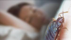 • the fabric on the bottom of the box spring of the bed will be removed. How To Get Rid Bedbugs