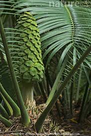 Image result for Encephalartos villosus