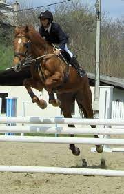 Excellent location — rated 9.0/10! Programul De La Baza Hipica Virgil Barbuceanu Piatra Neamt