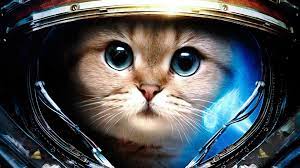Welcome to 4kwallpaper.wiki here you can find the best cool cat wallpapers uploaded by our community. 64 Cool Cat Wallpapers On Wallpaperbig