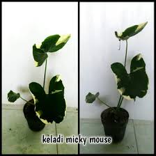 Jual Produk Keladi Micky Mouse Kantong Murah Dan Terlengkap Oktober 2020 Bukalapak