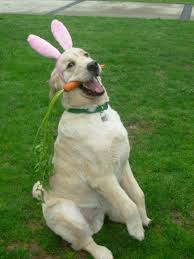 Giant Easter Bunny Easter Cats Easter Dog Animal Dress Up