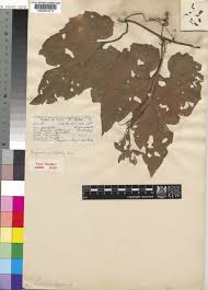 Image result for Cogniauxia