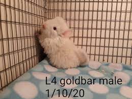 Brevicaudata chinchillas developed at higher elevations, at around 15,000 feet elevation. Goldbar Kit Chinchilla