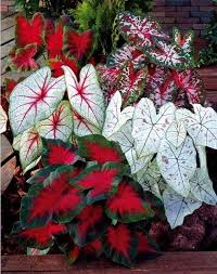 Discover great finds at great price on zulily up to 70% off. 5pcs Canna Seeds Black Flower Seed Perennial Indoor Or Outdoor Plants Potted Large Leaf Flowering Bonsai P Container Gardening Flowers Plants Container Flowers