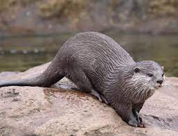 European Otter Lutra Lutra In 2020 Otters Otter Facts Baby Animals