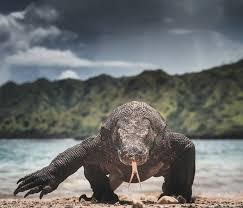 Wiratno mengatakan sepakat untuk menaikkan harga tiket masuk ke tnk dalam rangka pembatasan turis. Taman Nasional Komodo Fasilitas Rute Jam Buka Harga Tiket Dan Daya Tarik Tempat Me