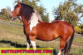 Kuda sumbawa dikawinkan untuk menjaga populasi kuda, sehingga dapat menjaga habitat kuda sumbawa. Melihat Selepas Kuda Yang Lama Nasihat Haiwan Peliharaan 2021