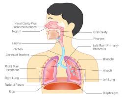 Toxtutor Respiratory Tract