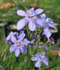 Image result for Moraea