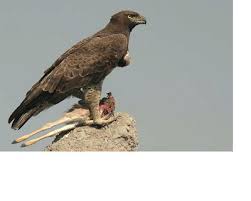 Image result for Habenaria pasmithii