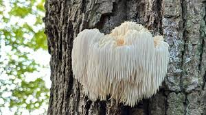 Kent: Rare and protected fungus found at nature reserve