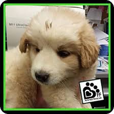 We did not find results for: 8 23 14 St Charles Il Great Pyrenees Mix Meet Michelangelo A Puppy For Adoption Http Www Adoptapet Com Pet 11436386 Top Dog Breeds Great Pyrenees Pets