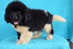 Puppy finder service, dog finder service, champion bloodline puppies for sale. Newfoundland Dog Puppies For Sale Houston Tx 267098