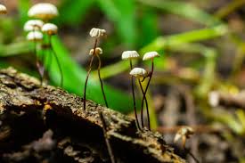 Image result for Marasmius rotula
