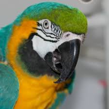 There are 7 animal hospitals in port st. Top Petting Zoos For Hire W Reviews In Port St Lucie Fl