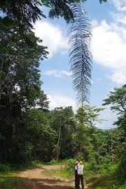 Image result for Raphia rostrata