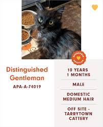 Shelter headquarters town lake animal center 1156 west cesar chavez austin, tx yet animal shelters are filled with dogs and cats who must find homes. Someone Notices The Staff At This Animal Shelter Is Giving Rescue Cats The Most Epic Names Bored Panda