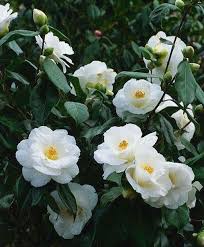 Pin On Plants And Flowers