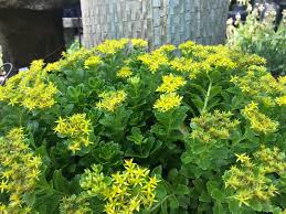Check spelling or type a new query. Sedums Succulents For Gardening Success The Growing Place