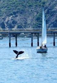 99 Best The Beautiful Central Coast Images Avila Beach