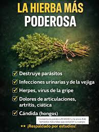 TOMILLO El tomillo es una planta muy apreciada en la medicina tradicional  por su aroma fuerte y sus propiedades. En muchos hogares se utiliza en  infusión para aliviar la tos, mejorar la
