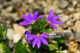 Image result for Goodeniaceae