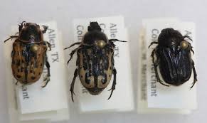 Black Beetles In The City Kern S Flower Scarab Garden Bugs Flowers Pretty
