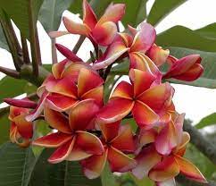 The Plumeria Lucinda Plumeria Flowers Tropical Flower Plants Unusual Flowers