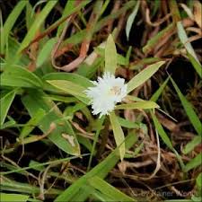 Image result for Nervilia sp.no.4