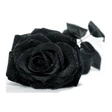Image Detail For Free Black Rose Wallpaper Download The Free Black Liked On Polyvore Featuring Flowers Backgroun Gothic Rose Black Rose Rose Wallpaper