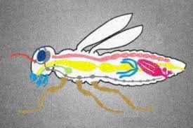 inhalt der insektenfibel insekten spinnentiere tiere
