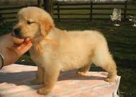 Check spelling or type a new query. Golden Retriever Puppies Akc Ready To Go To There Forever Homes For Sale In Birmingham Alabama Classified Americanlisted Com