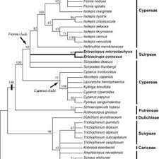 Image result for Ascolepis capensis