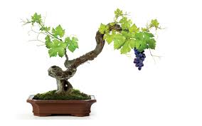 Your vine leaves wall stock images are ready. Wallpaper 2560x1600 Px Grapes Leaves Vine White 2560x1600 Wallhaven 1714521 Hd Wallpapers Wallhere