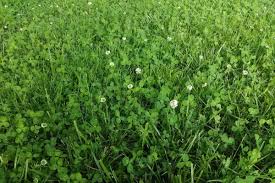 General information white clover is a herbaceous, perennial weed and arguably the most common and recognisable of the clover weeds in turf. What Weed Spray Kills Clover Crewcut Lawn Garden