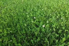 We did not find results for: What Weed Spray Kills Clover Crewcut Lawn Garden