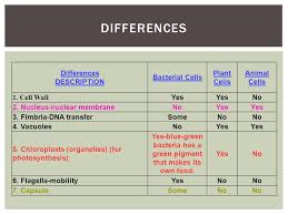 Check spelling or type a new query. What S The Difference Plant Animal And Bacterial Cells Ppt Download