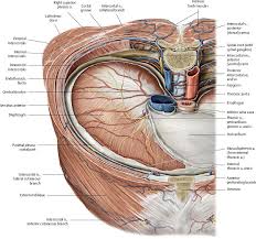 Clinical anatomy students learn to use imaginary lines and bony landmarks on the front and back of the thorax to describe locations of the anatomical structures. Thoracic Wall Atlas Of Anatomy