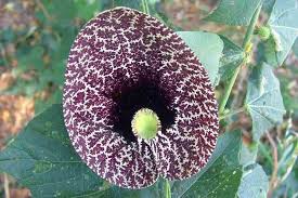 Image result for Aristolochia