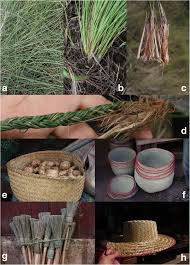 Image result for Loudetia