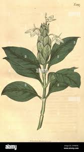 Image result for Ecbolium clarkei