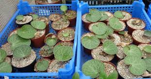 Image result for Thesium singulare