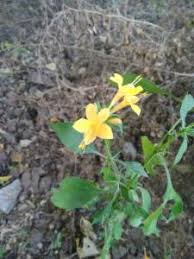 Image result for Barleria galpinii